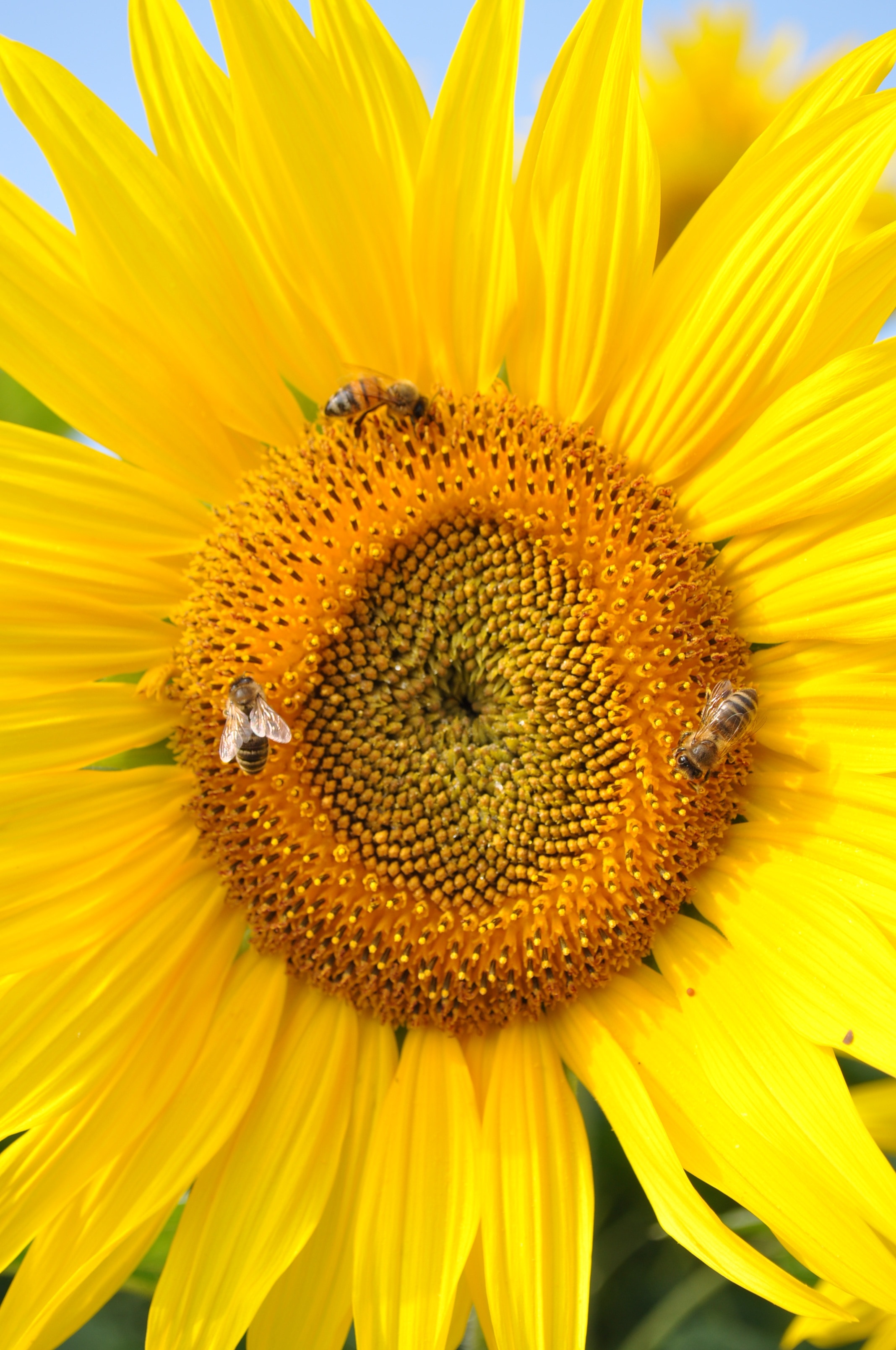 sunflower and bees