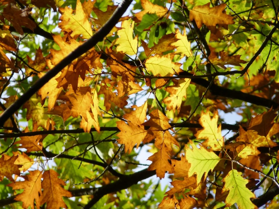 orange maple leaf preview