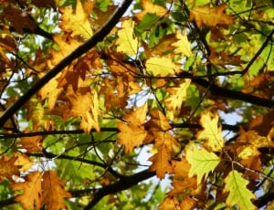 orange maple leaf thumbnail