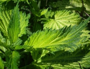 Scratchy, Leaves, Nettle, Greens, Green, leaf, green color thumbnail