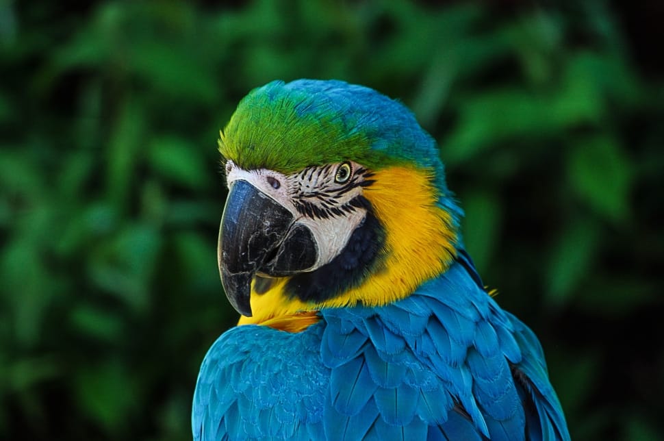 blue yellow and green macaw bird preview
