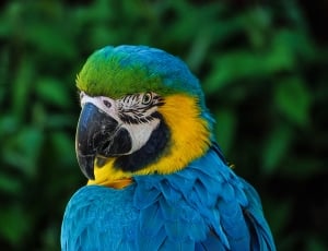 blue yellow and green macaw bird thumbnail