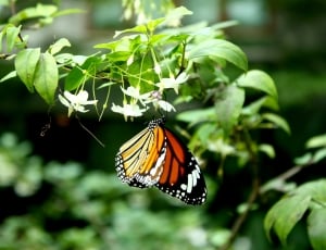 Flowers, Nature, Orange, Butterfly, insect, one animal thumbnail