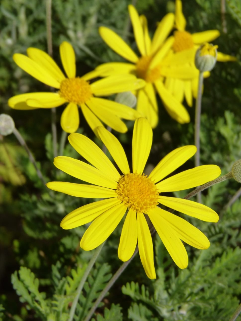 yellow aster flower preview