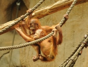 two orangutan thumbnail