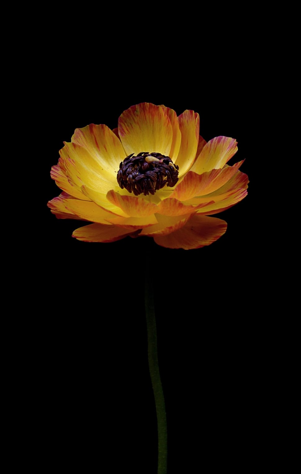 yellow orange tulip flower preview