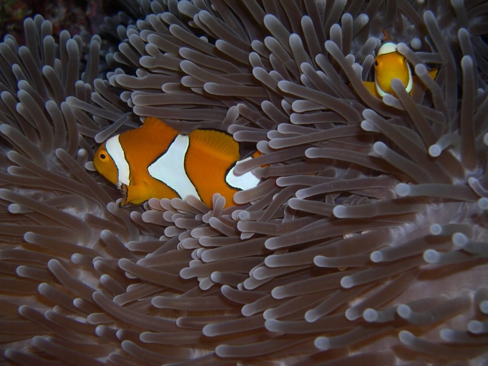 clown fish and brown sea anemones preview