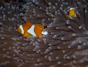 clown fish and brown sea anemones thumbnail