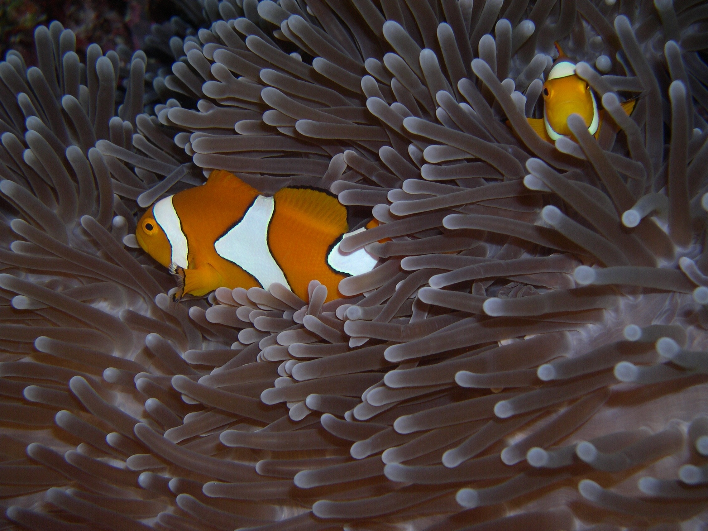 clown fish and brown sea anemones