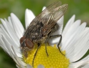 common house fly perched on white Daisy thumbnail
