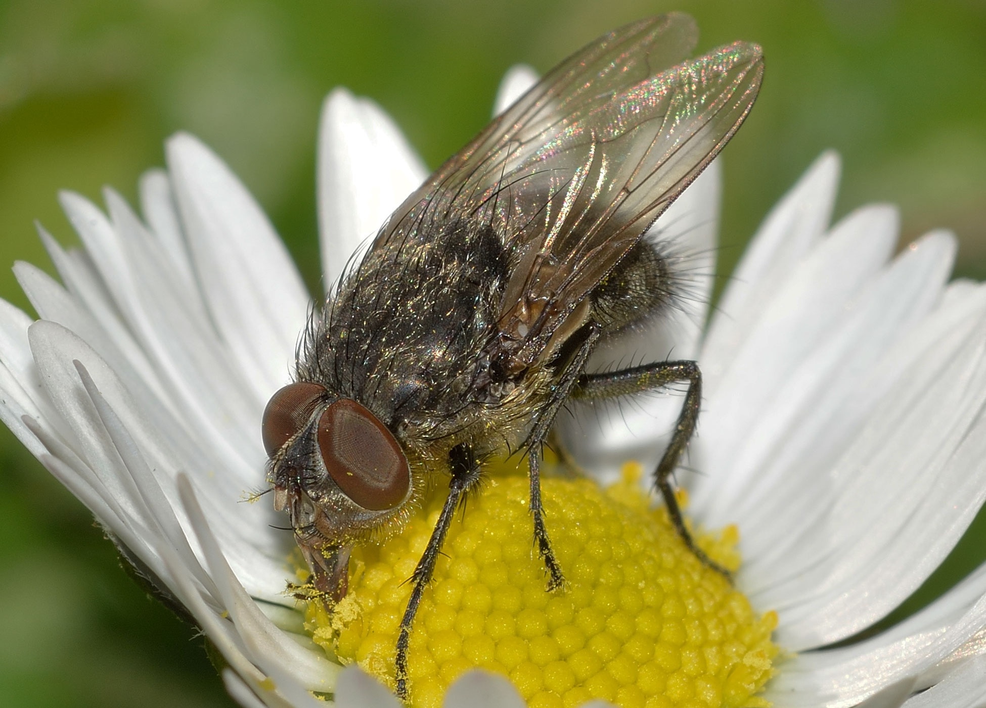 common house fly perched on white Daisy