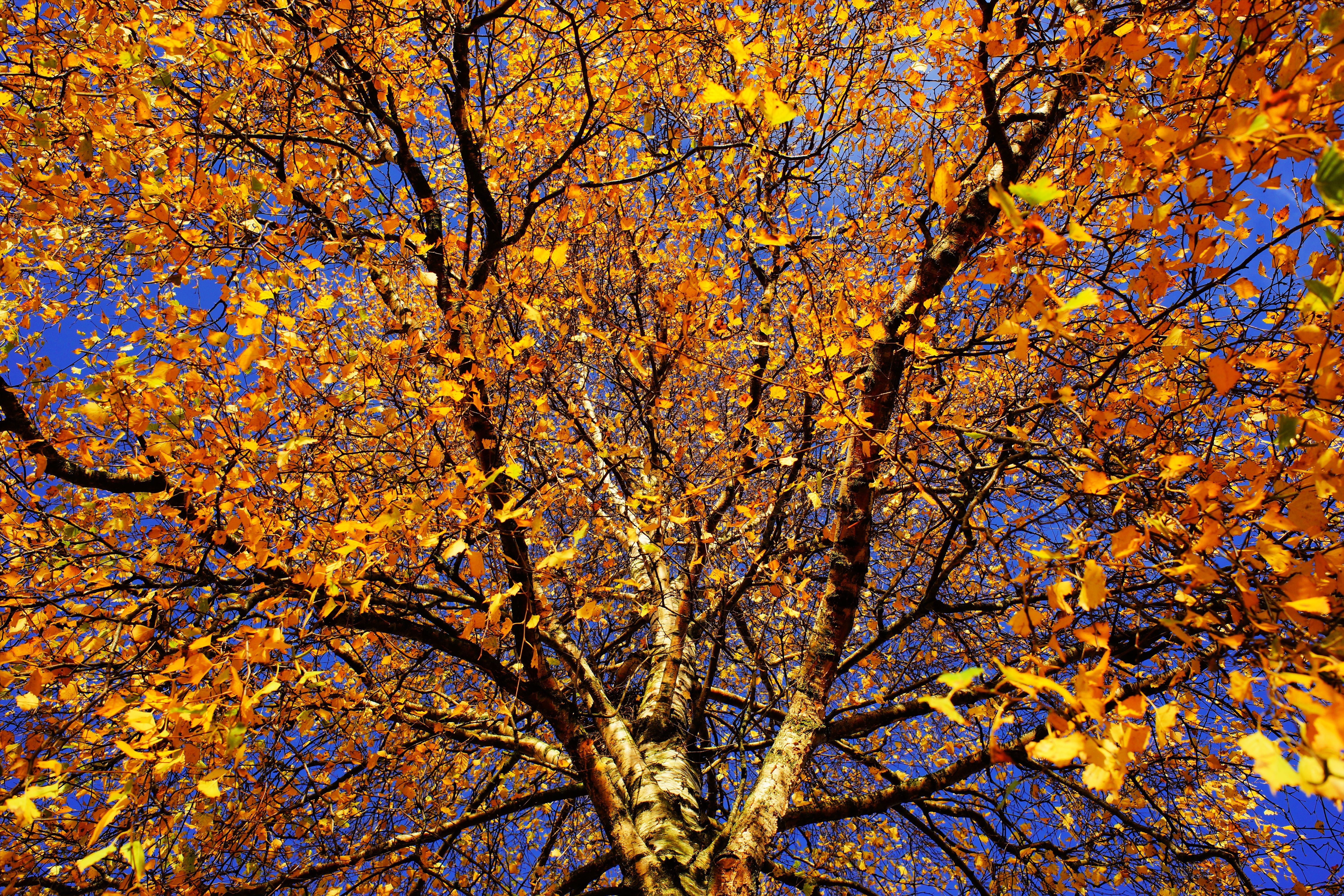 brown leafed tree