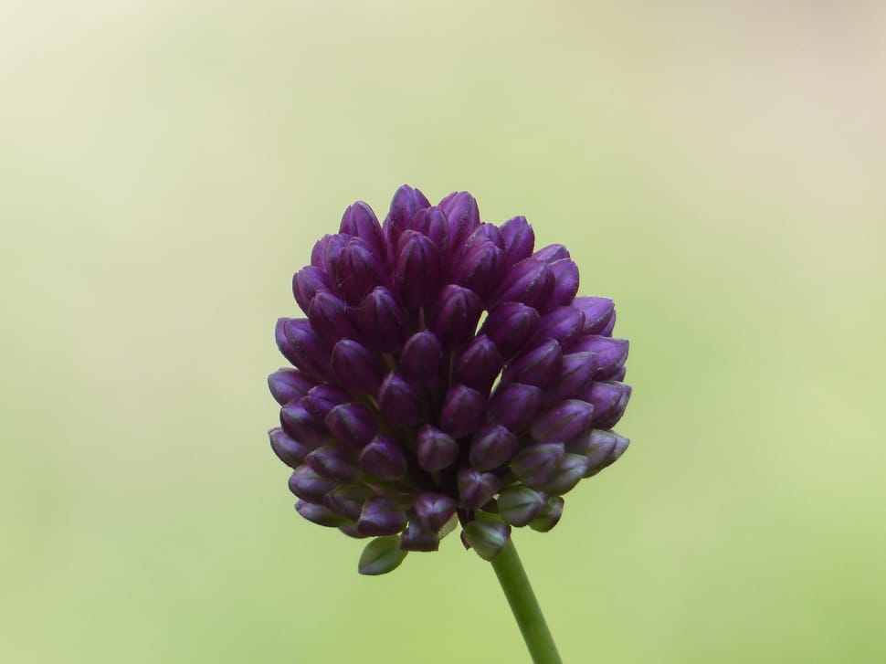 purple flower tilt shift lens photography preview