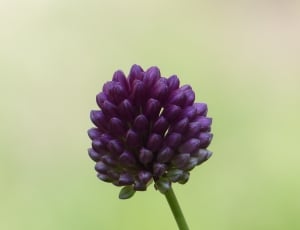 purple flower tilt shift lens photography thumbnail