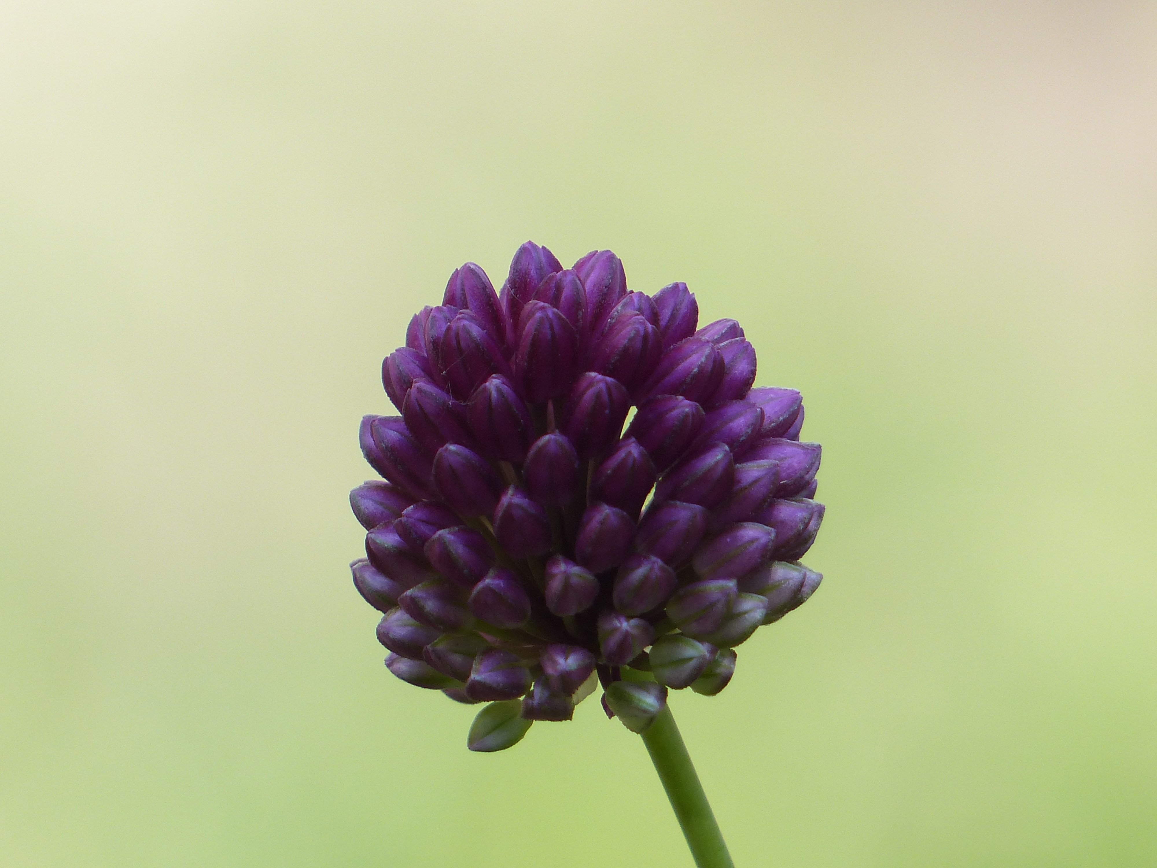 purple flower tilt shift lens photography