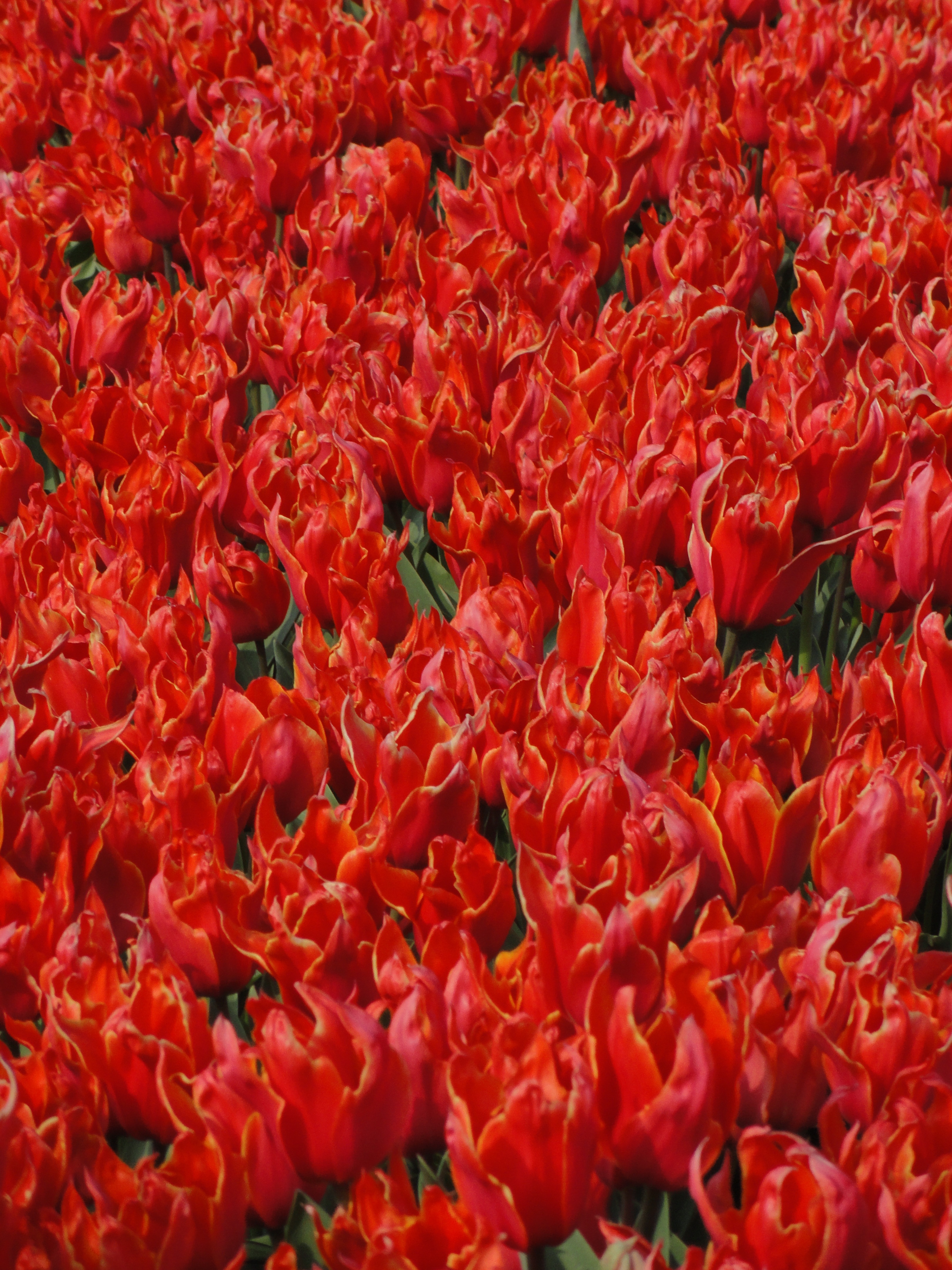 red petal flower lot