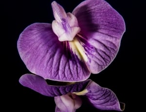 Flower, Purple, Violet, Small Flower, flower, purple thumbnail