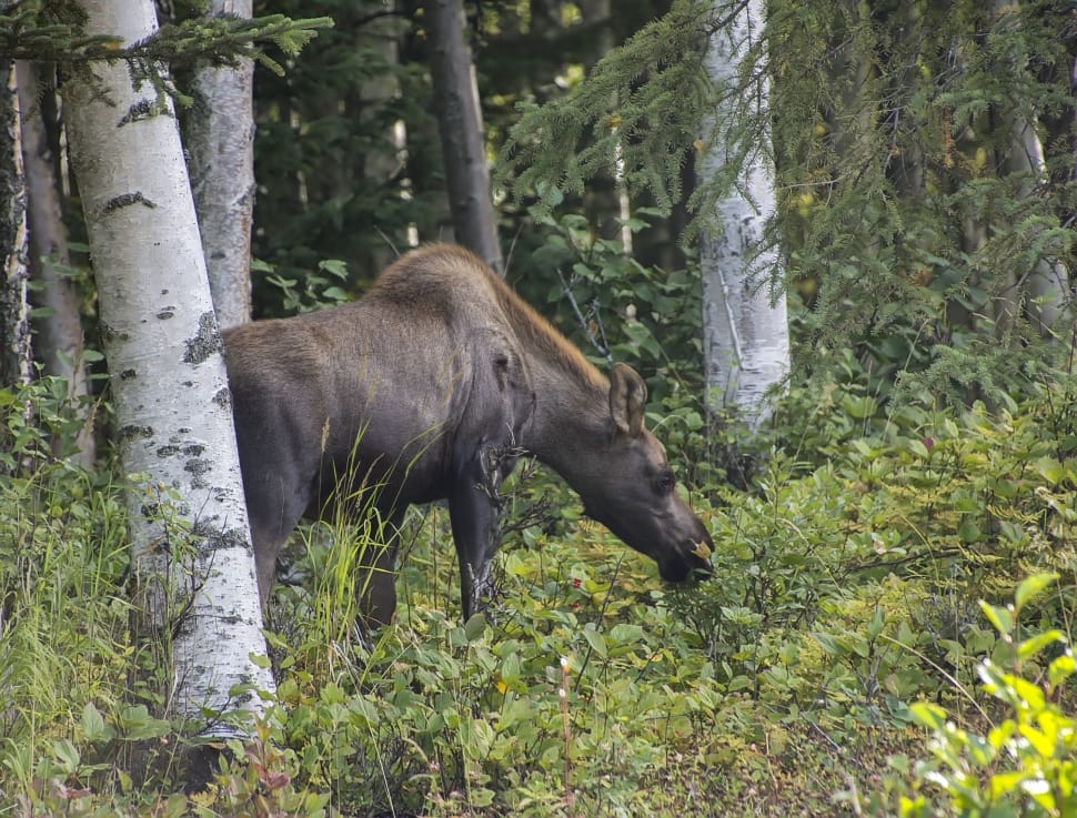 Moose Grazing preview