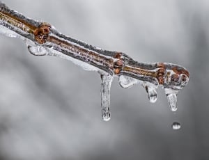 frozen water droplet on tree branch in selective focus photography thumbnail