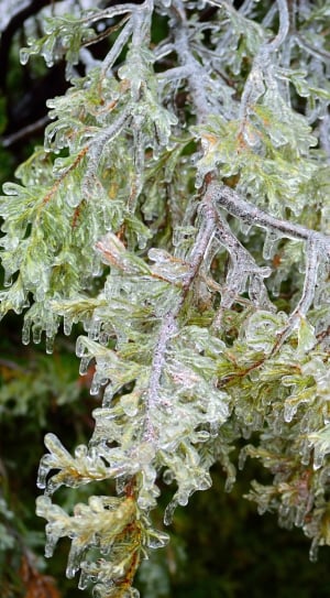 Nature, Tree, Ice Bough, Ice, Winter, nature, green color thumbnail