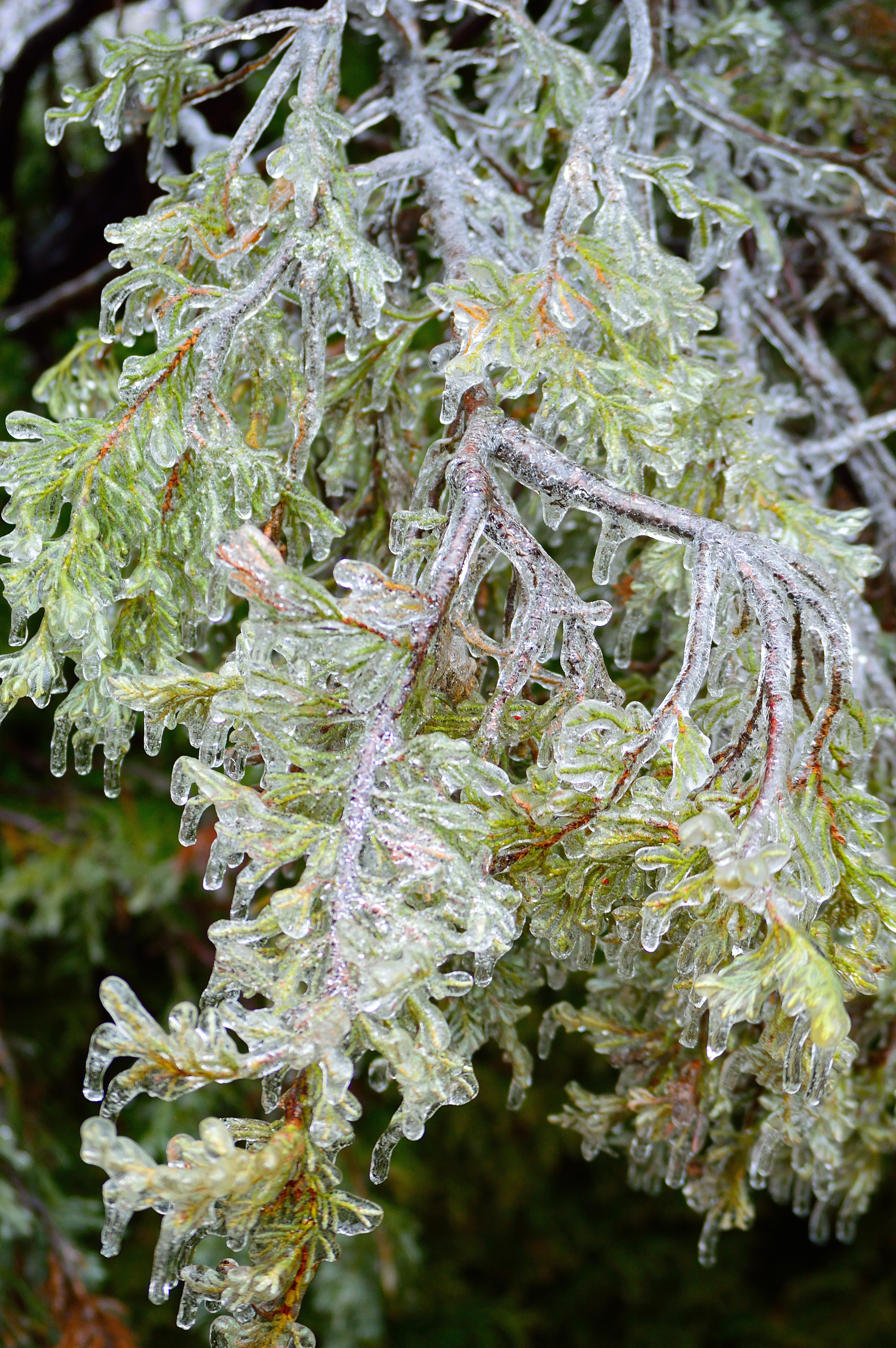 Nature, Tree, Ice Bough, Ice, Winter, nature, green color