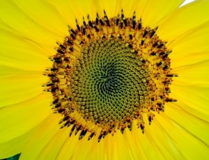 macro photography of white daisy free image - Peakpx