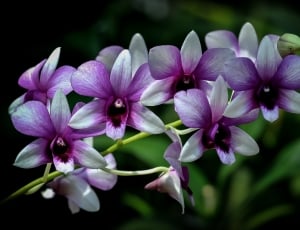 white-and-purple petaled flowers thumbnail