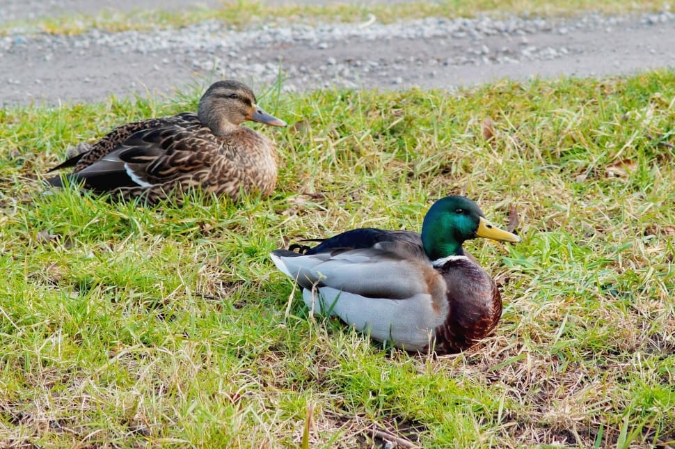 mallard duck and gray duck preview
