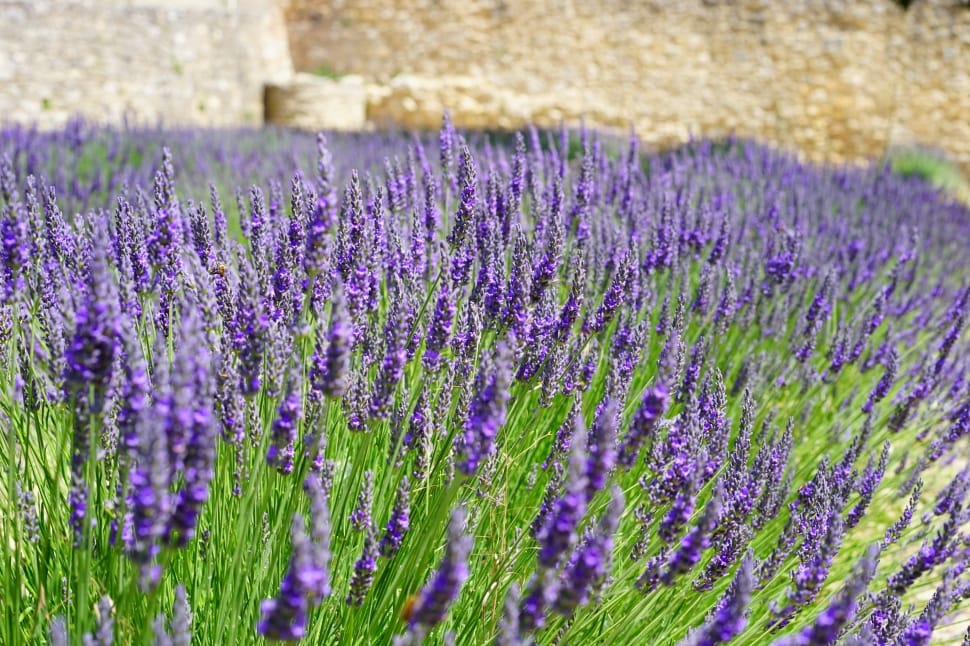 lavender fields preview