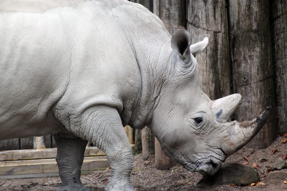 white Rhino sorus preview