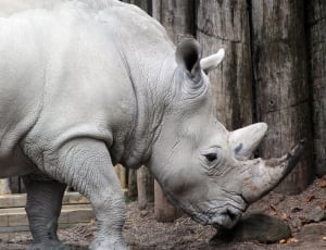 white Rhino sorus thumbnail