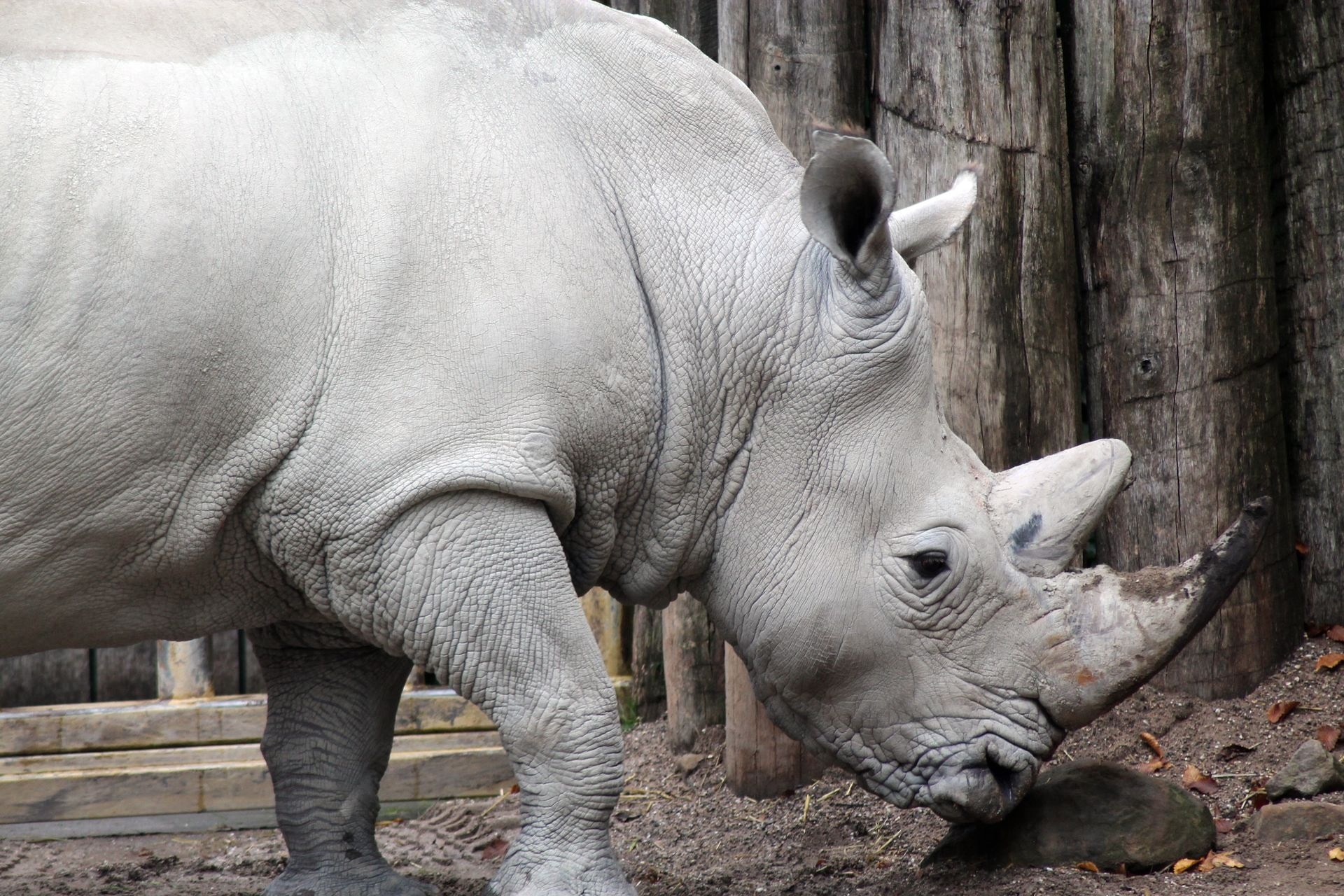 white Rhino sorus