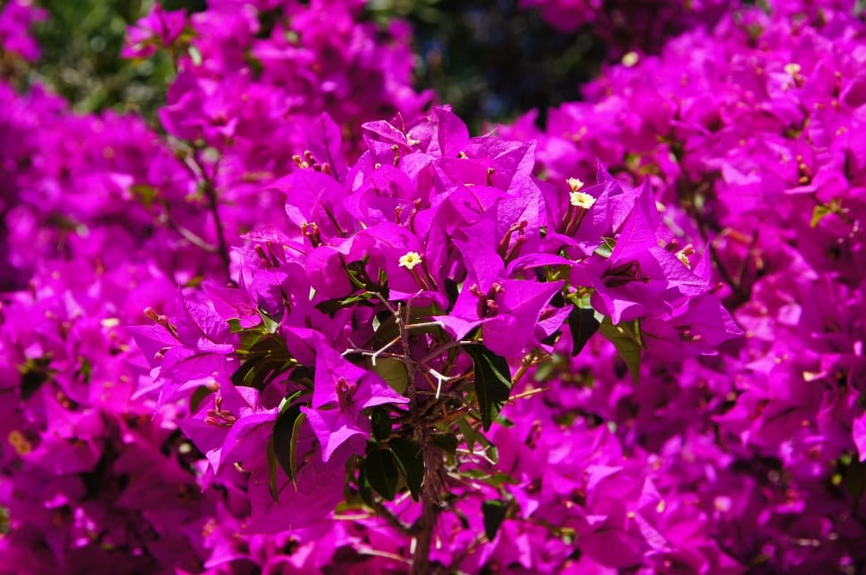 pink bougainvillea flowers preview