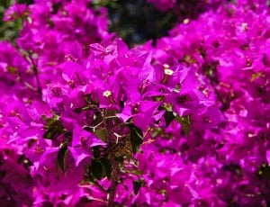 pink bougainvillea flowers thumbnail