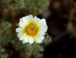 white and yellow multi petaled flower thumbnail