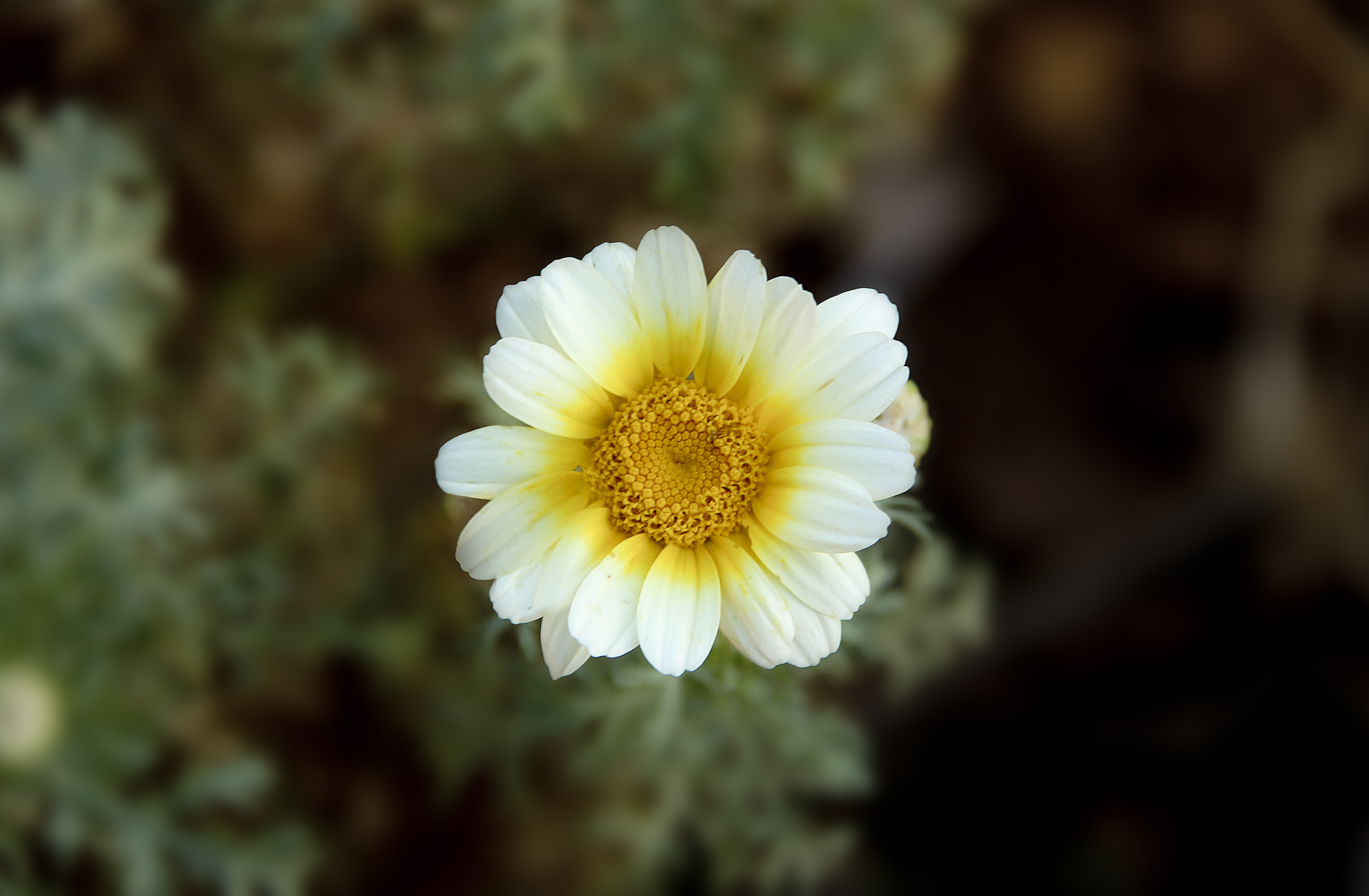 white and yellow multi petaled flower