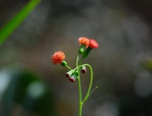 red multi petaled flower thumbnail