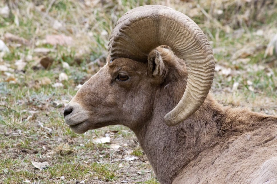 brown ram goat preview