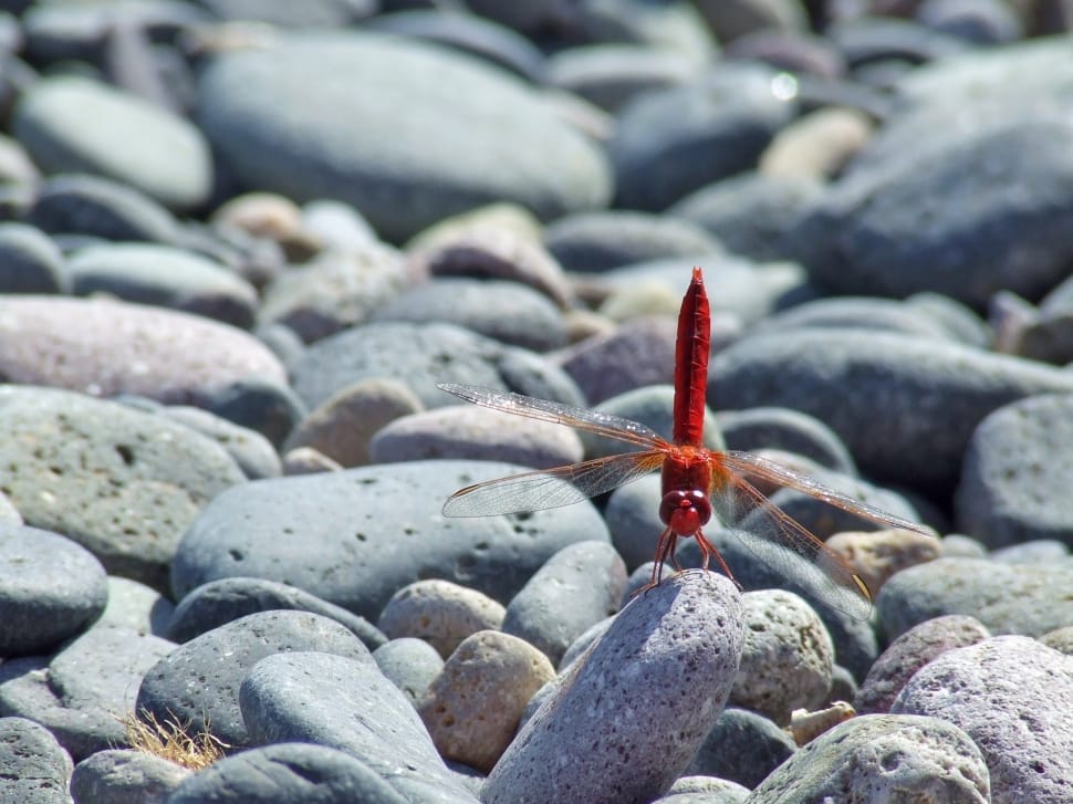 red dragonfly preview