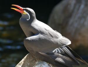 gray bird thumbnail
