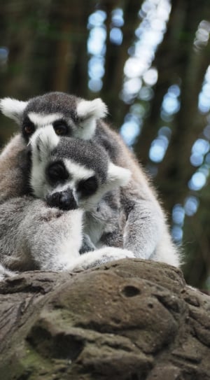 2 lemurs thumbnail