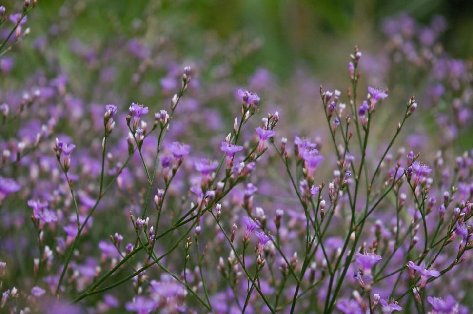 purple petaled flower closeup photography preview