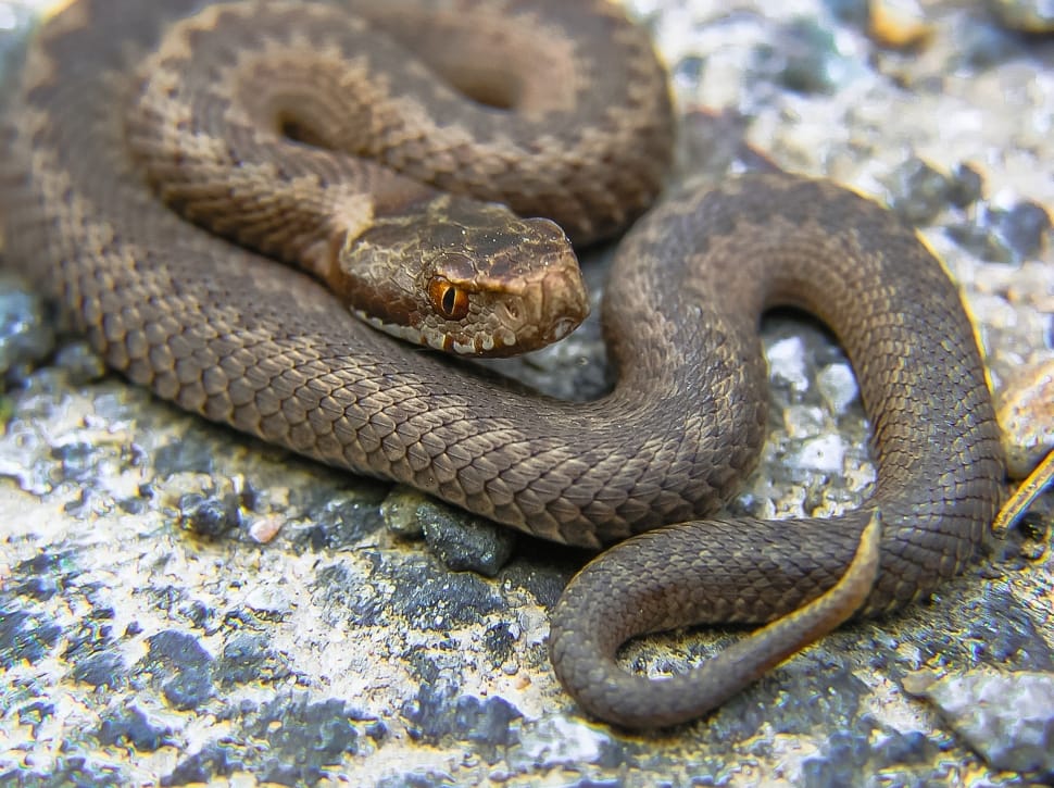 black and brown snake preview