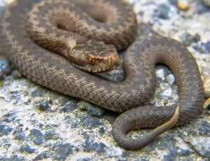 black and brown snake thumbnail
