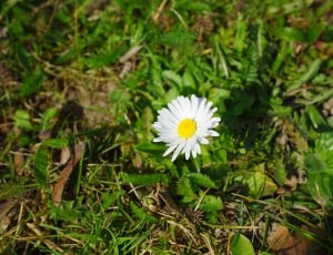 Daisy, Blossom, Flower, Bloom, White, flower, growth thumbnail