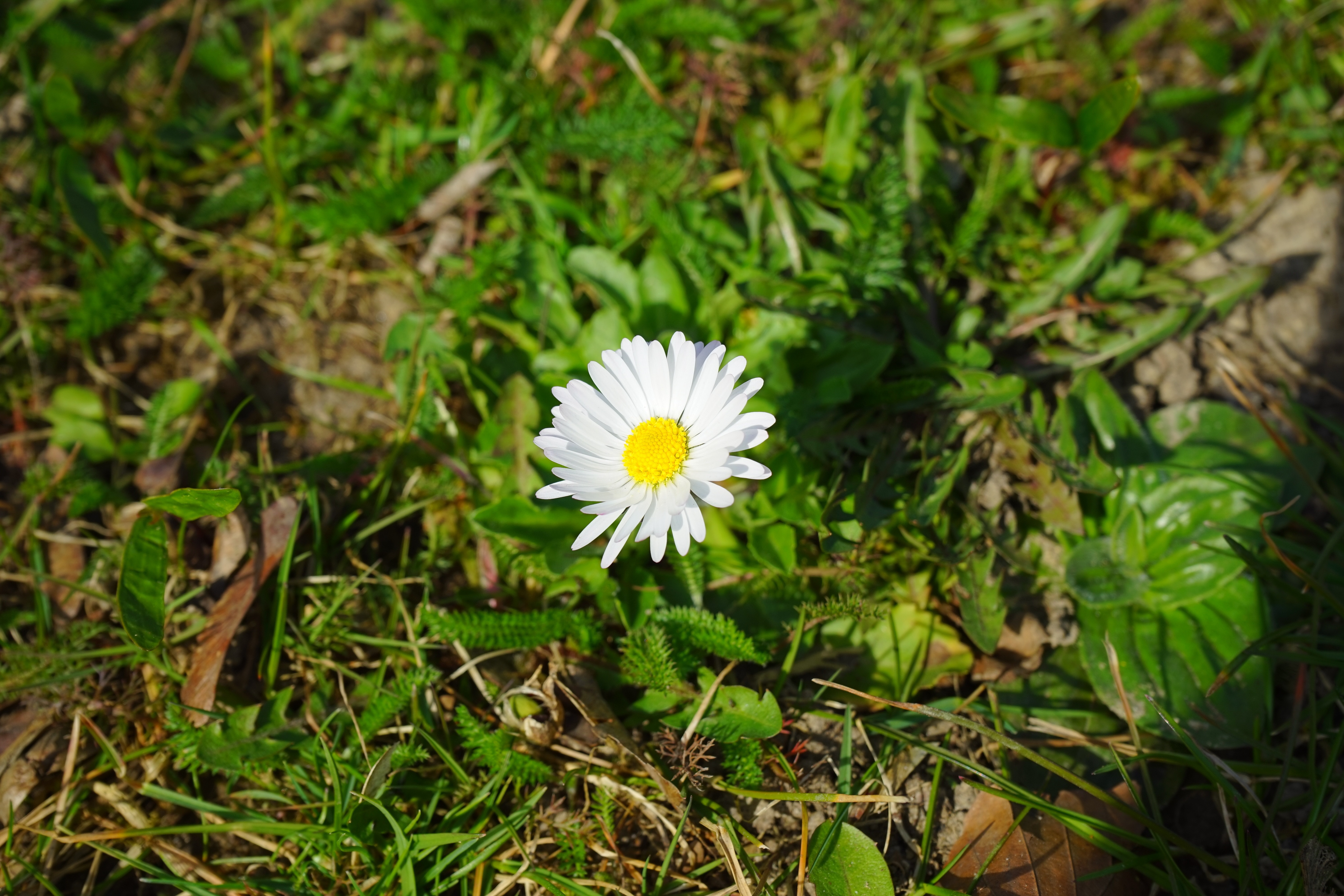 Daisy, Blossom, Flower, Bloom, White, flower, growth