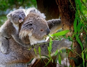 Koala, Animals, Mammals, Australian, animals in the wild, animal wildlife thumbnail