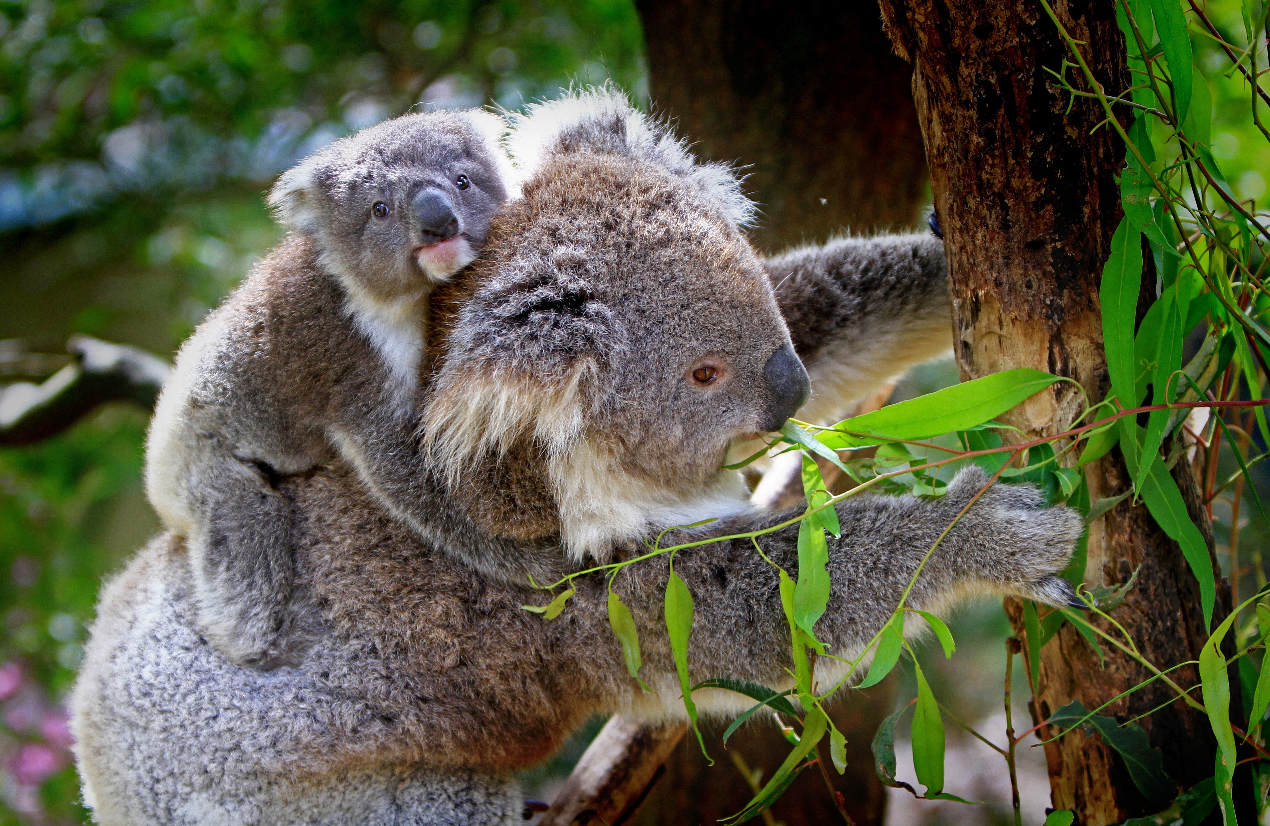 Koala, Animals, Mammals, Australian, animals in the wild, animal wildlife