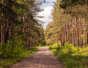 Grass, Trees, Sunny Day, Forest, Summer, nature, tree thumbnail