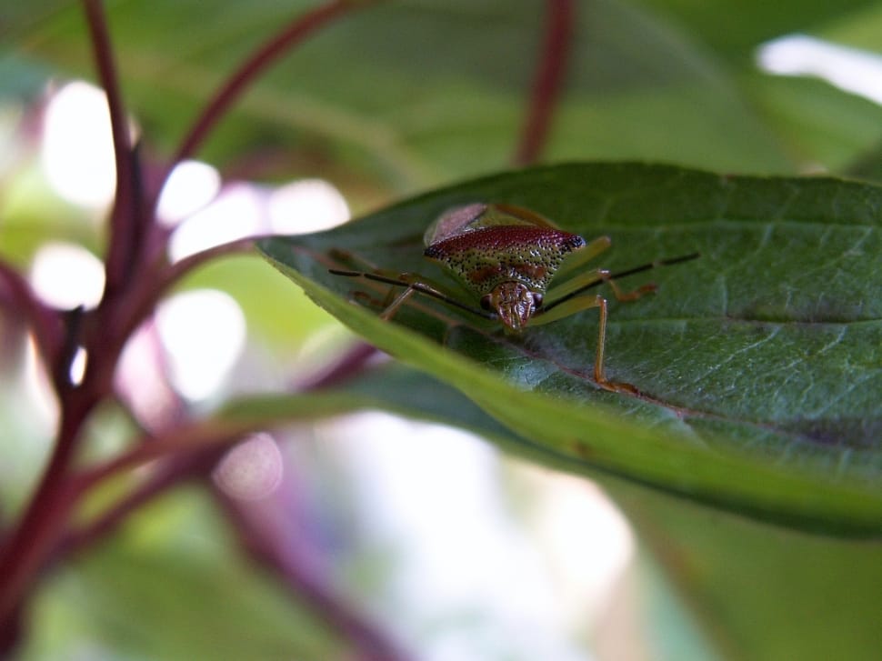 red and green assassin bug preview